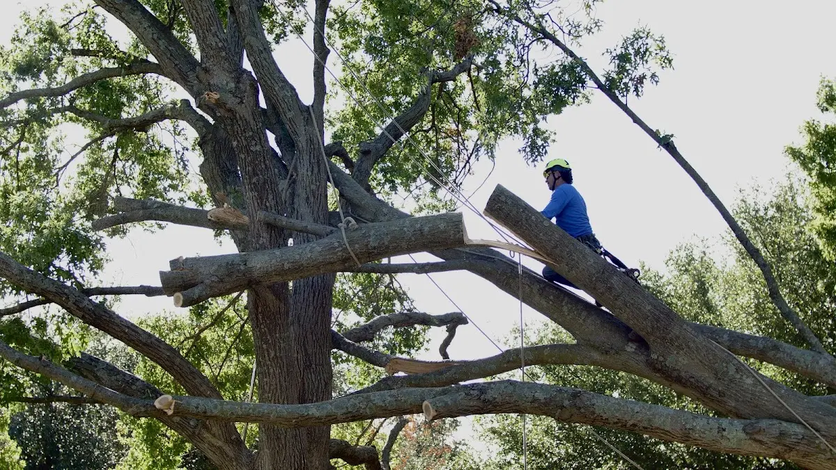 Professional Crown Thinning performed by certified arborists in Coolspring
