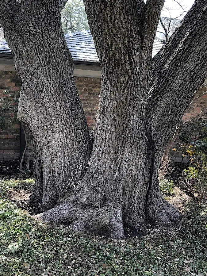 Mature heritage tree close to a Coolspring property cared for by certified arborists